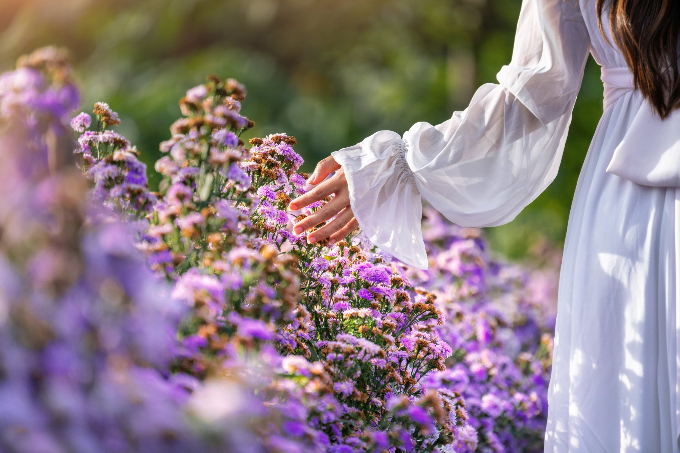 Women's hands touch purple flowers in the fields.